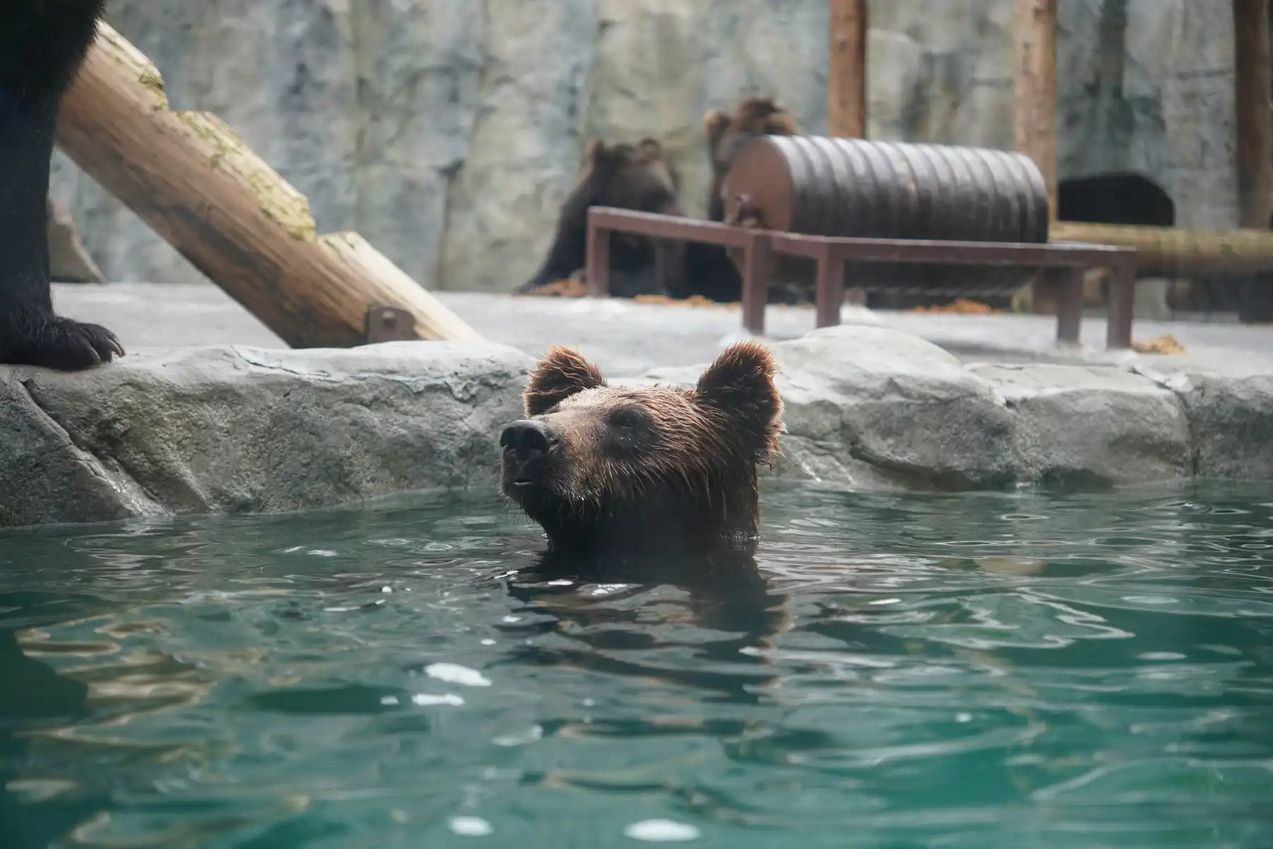 swimming bear