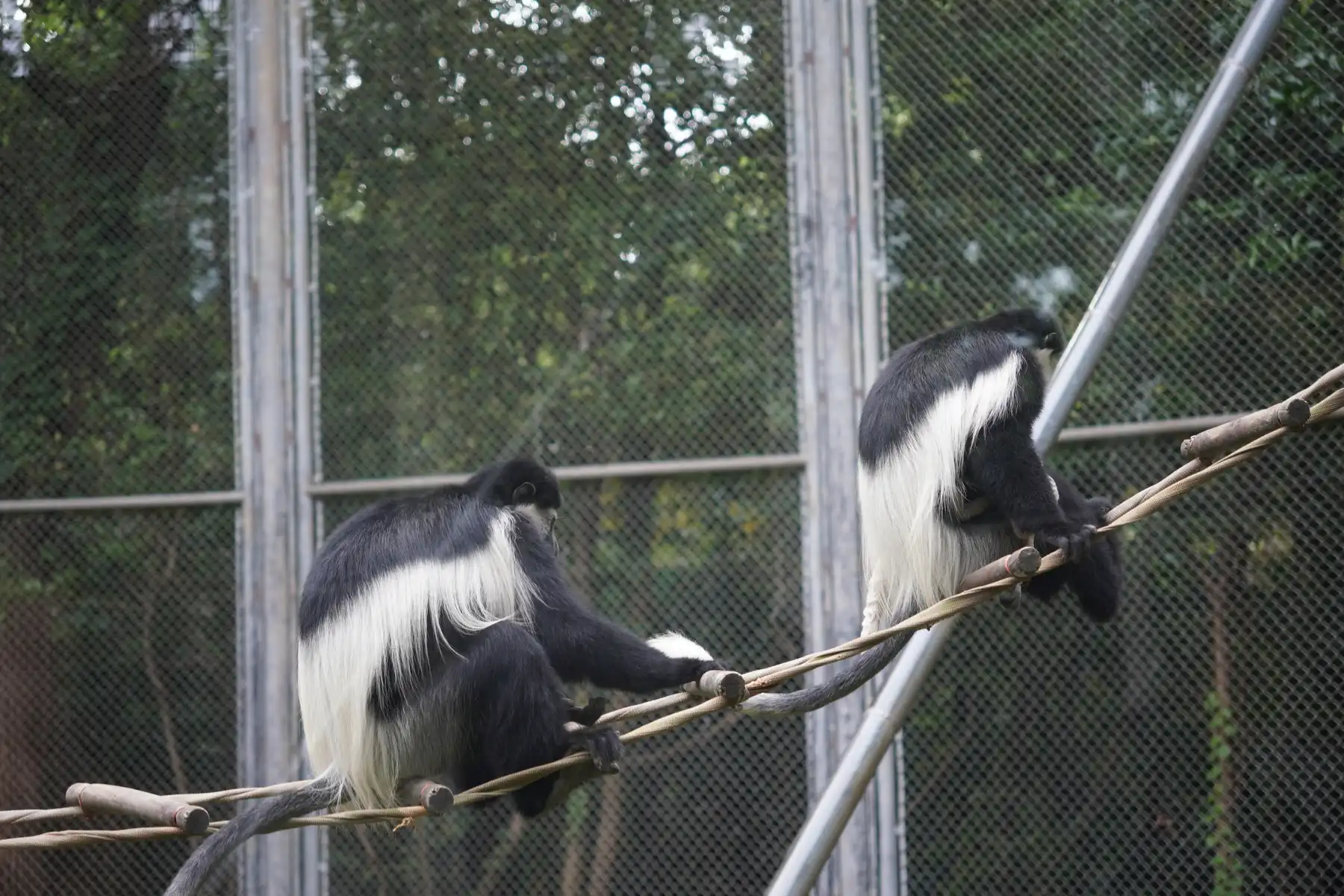 monkeys on a rope