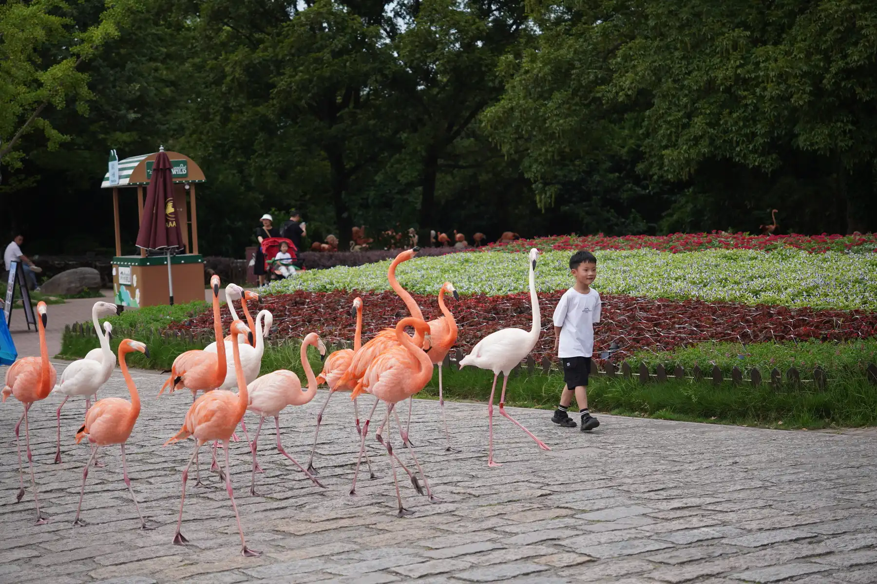 flamingoes and boy