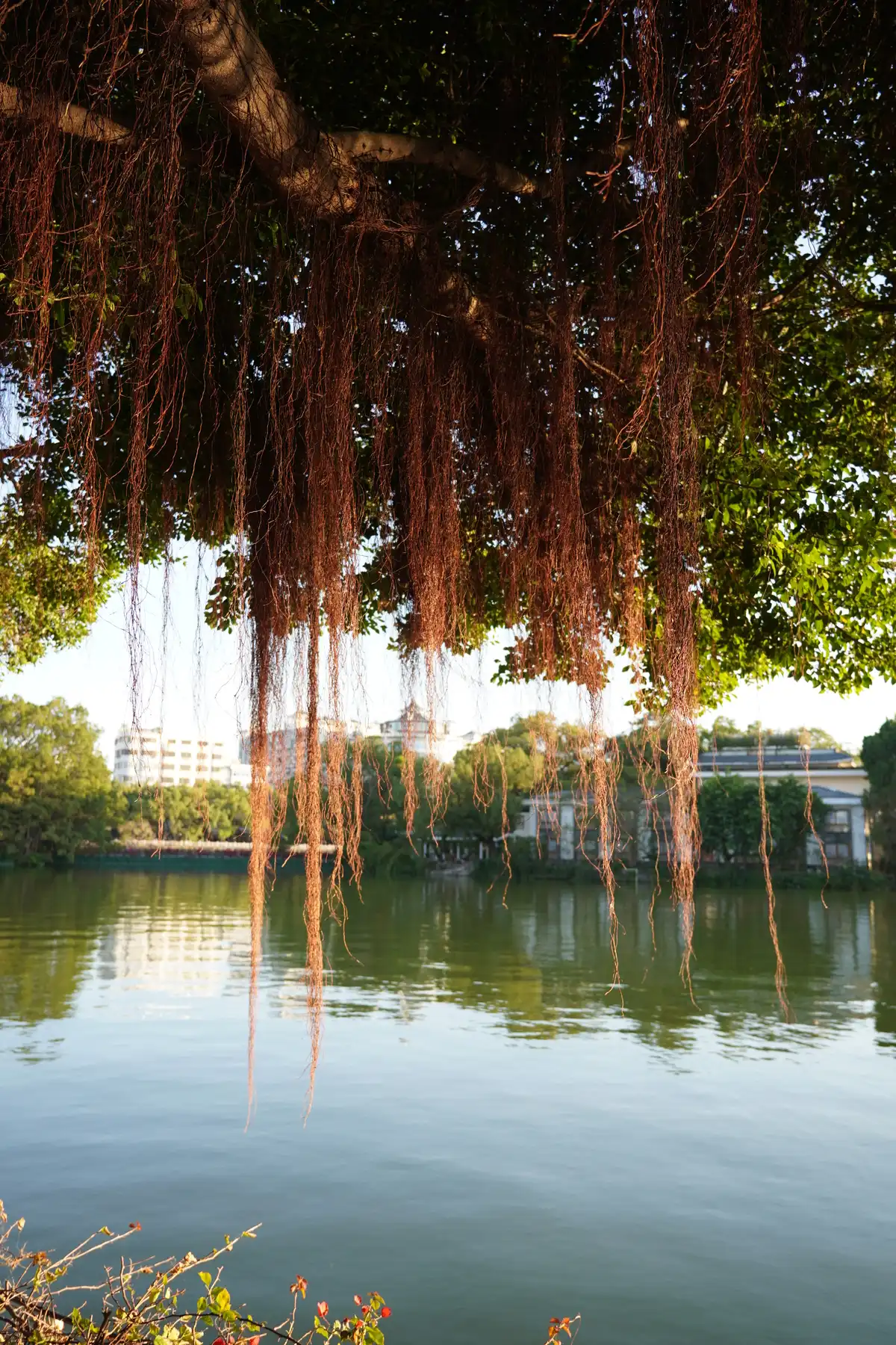 dangly vines